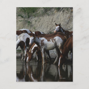 Paint Horses Drinking Postcard