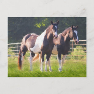 Paint Horses In Pasture Postcard