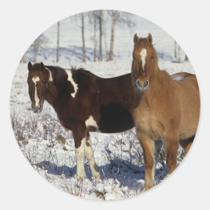 Paint Horses in the Snow Classic Round Sticker
