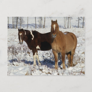 Paint Horses in the Snow Postcard