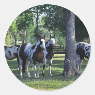 Paint Horses in the Trees Classic Round Sticker