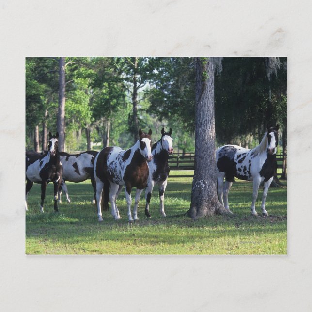 Paint Horses in the Trees Postcard (Front)