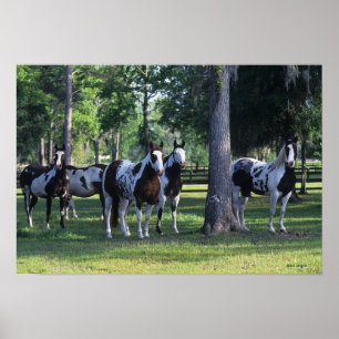 Paint Horses in the Trees Poster