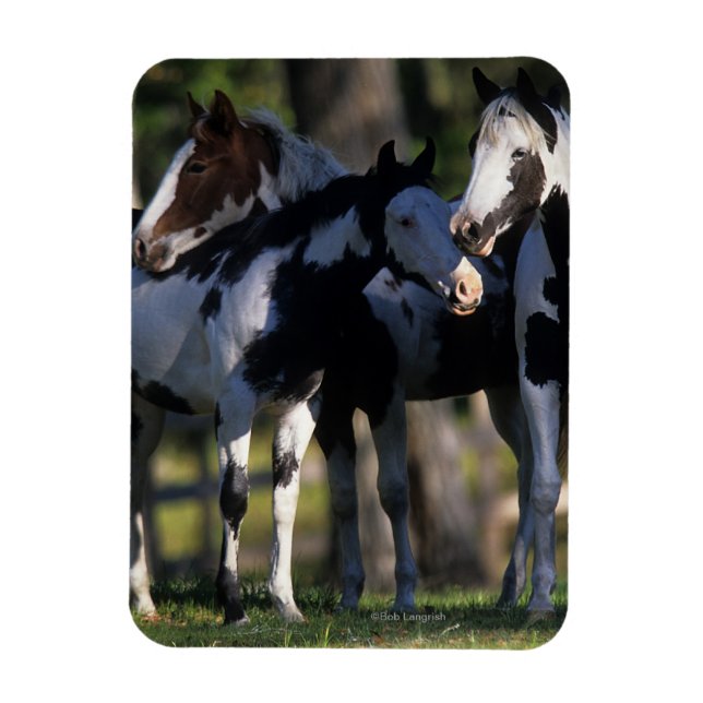 Paint Horses Magnet (Vertical)