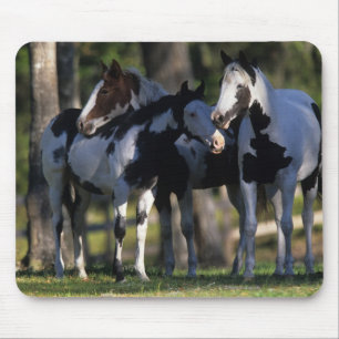 Paint Horses Mouse Pad