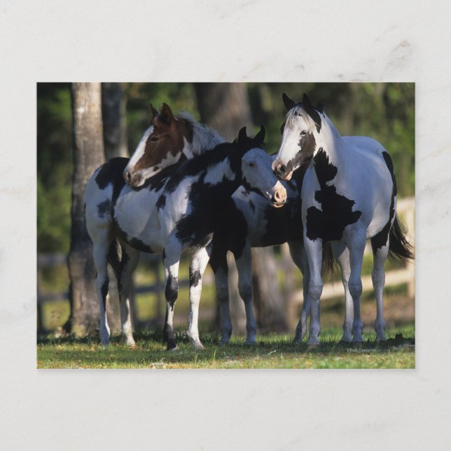 Paint Horses Postcard (Front)