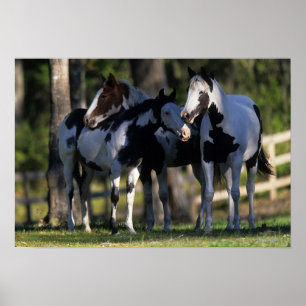 Paint Horses Poster