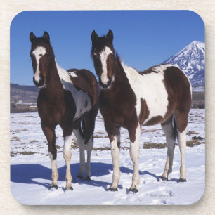 Paint Horses Standing in the Snow Coaster