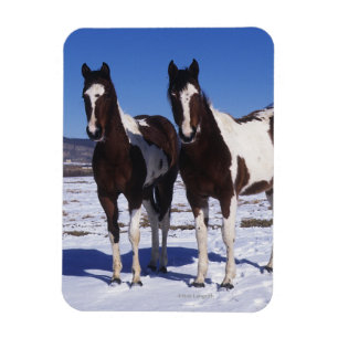 Paint Horses Standing in the Snow Magnet