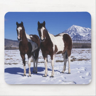 Paint Horses Standing in the Snow Mouse Pad
