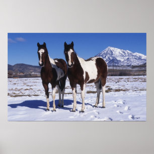 Paint Horses Standing in the Snow Poster
