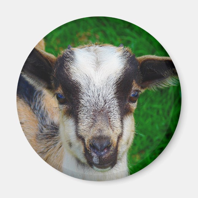 Paint Magnet (Front)