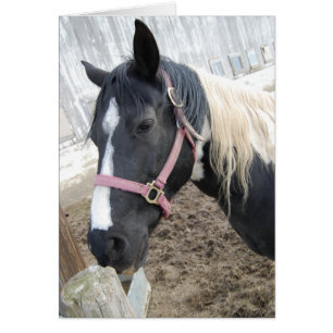Paint Pinto Horse