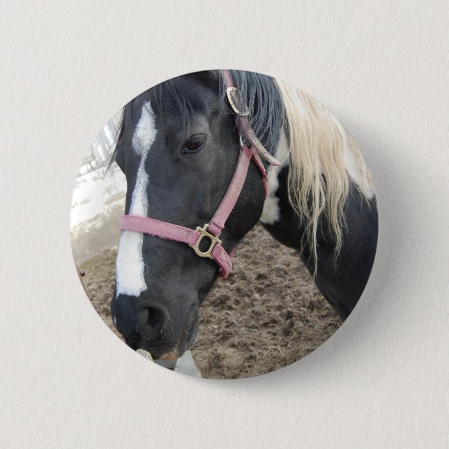Paint Pinto Horse 6 Cm Round Badge (Front)