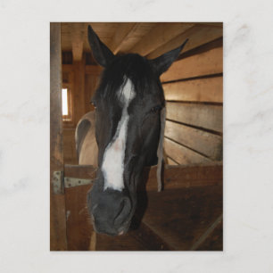 Paint/Pinto Horse Postcard