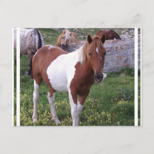 Paint Pony Postcard