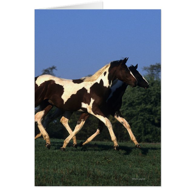 Paint Yearlings Running (Front)