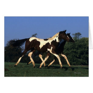 Paint Yearlings Running