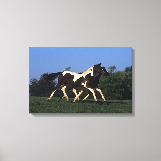 Paint Yearlings Running Canvas Print (Front)