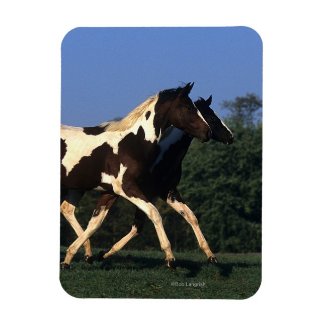 Paint Yearlings Running Magnet (Vertical)