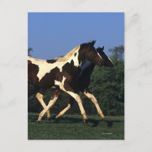 Paint Yearlings Running Postcard