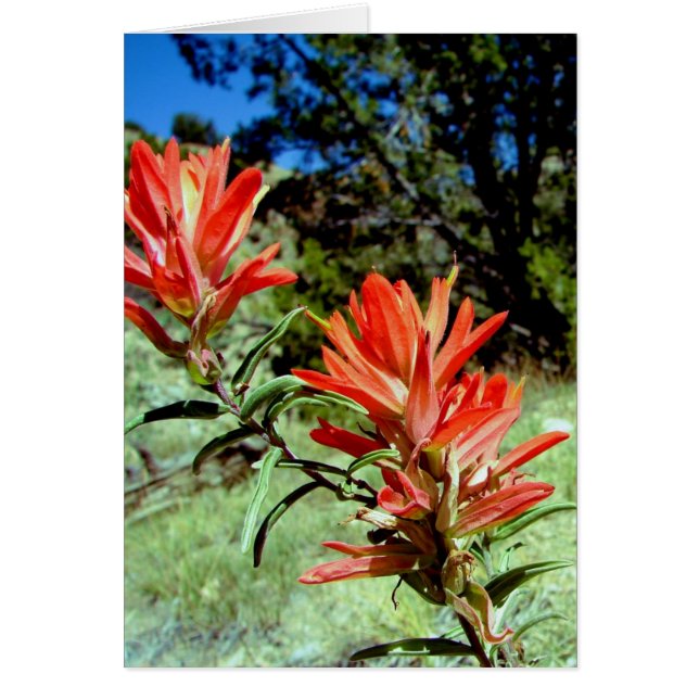 paintbrush (Front)