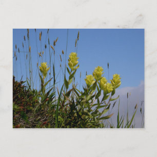Paintbrush, Unalaska Island Postcard