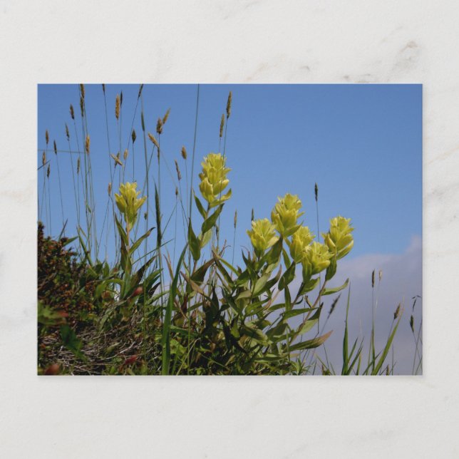 Paintbrush, Unalaska Island Postcard (Front)