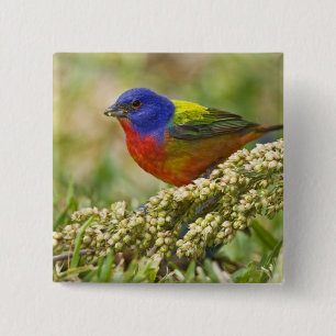 Painted Bunting 15 Cm Square Badge