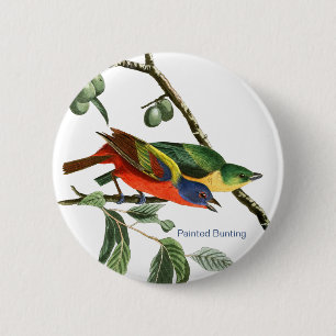 Painted Bunting, Audubon, Birdwatcher Finch Bird, 6 Cm Round Badge