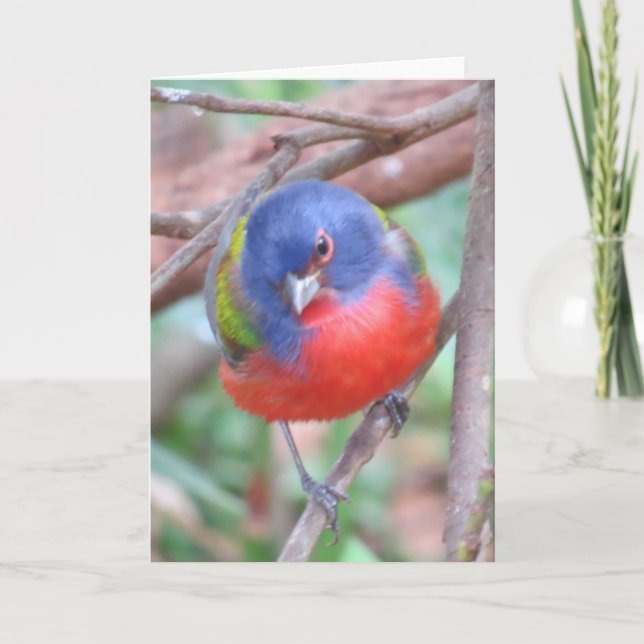 Painted Bunting Greeting Card (Front)