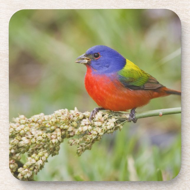 Painted Bunting (Passerian ciris) male feeding Coaster (Front)