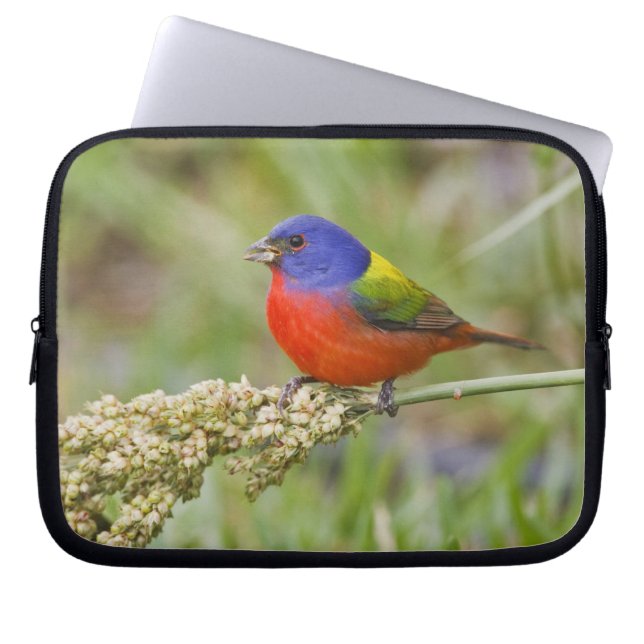 Painted Bunting (Passerian ciris) male feeding Laptop Sleeve (Front)