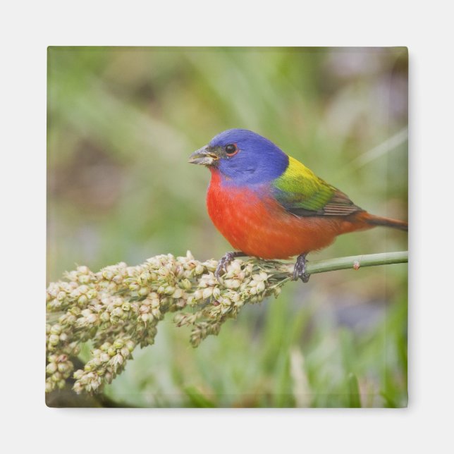 Painted Bunting (Passerian ciris) male feeding Magnet (Front)
