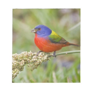 Painted Bunting (Passerian ciris) male feeding Notepad