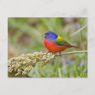 Painted Bunting (Passerian ciris) male feeding Postcard