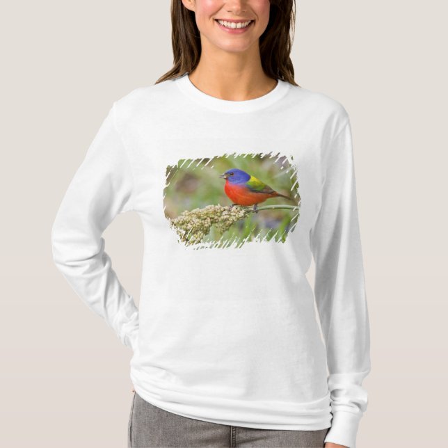 Painted Bunting (Passerian ciris) male feeding T-Shirt (Front)