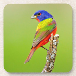 Painted Bunting (Passerina ciris) Male Perched Coaster