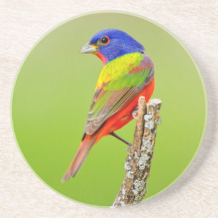 Painted Bunting (Passerina ciris) Male Perched Coaster