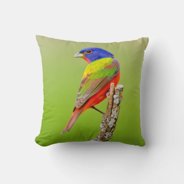 Painted Bunting (Passerina ciris) Male Perched Cushion (Front)