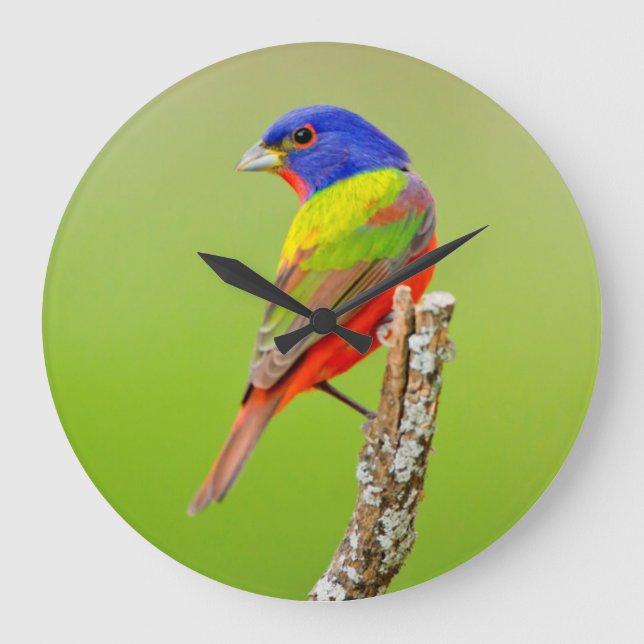 Painted Bunting (Passerina ciris) Male Perched Large Clock (Front)