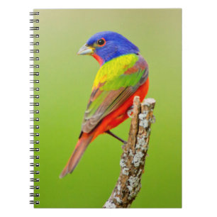 Painted Bunting (Passerina ciris) Male Perched Spiral Notebook