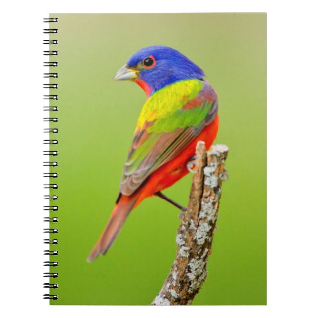 Painted Bunting (Passerina ciris) Male Perched Spiral Notebook (Front)