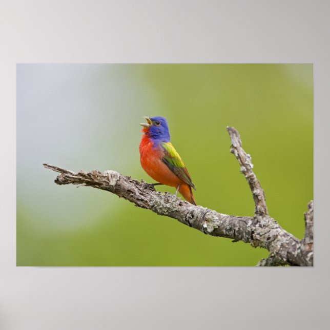 Painted Bunting Passerina ciris) male singing Poster (Front)