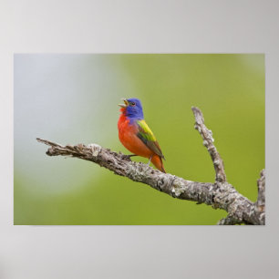 Painted Bunting Passerina ciris) male singing Poster