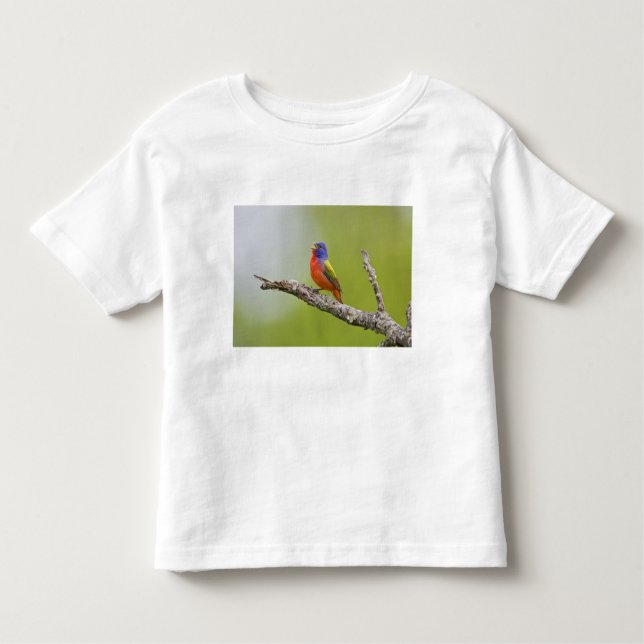 Painted Bunting Passerina ciris) male singing Toddler T-Shirt (Front)
