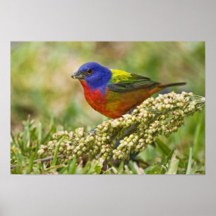 Painted Bunting Passerina citria) adult male Poster