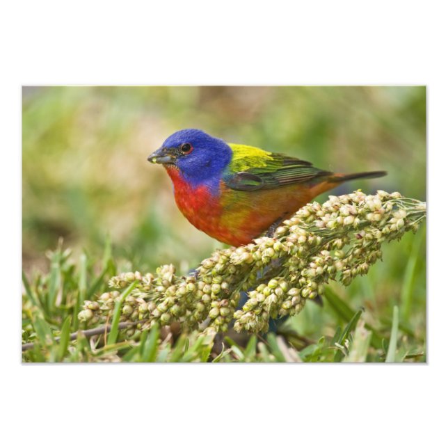 Painted Bunting Photo Print (Front)