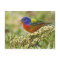 Painted Bunting