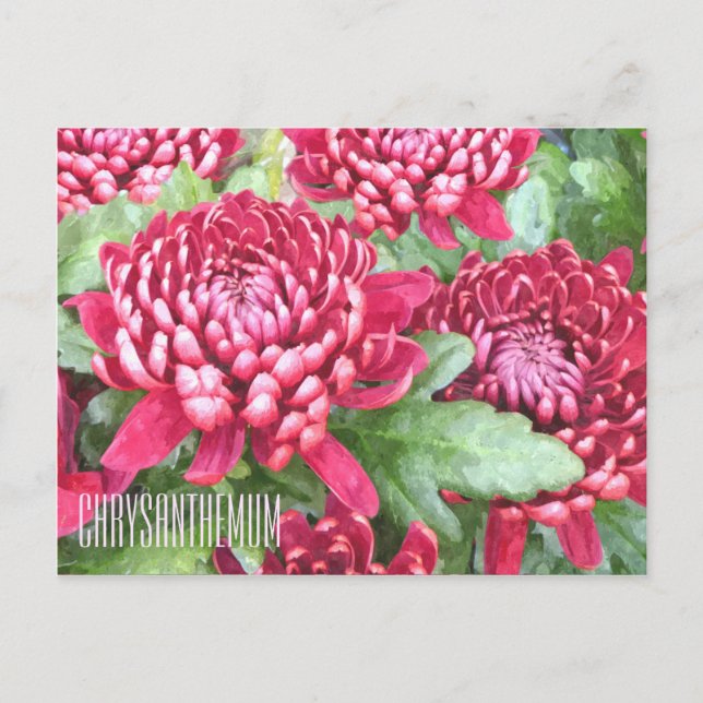 Painted Chrysanthemums Horizontal Postcard (Front)